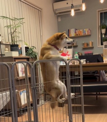 後ろに位置をずらす犬