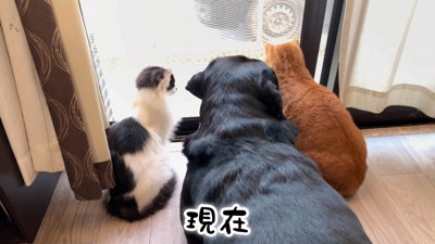 ムニくんと猫たちの尊い関係9