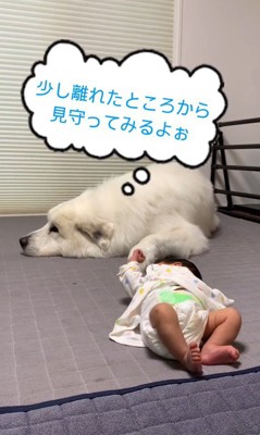 マハロくんと赤ちゃん⑩