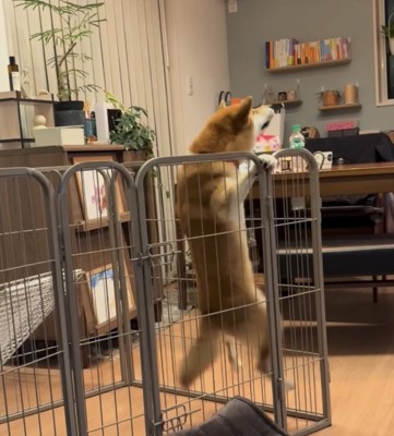 柵で懸垂する犬