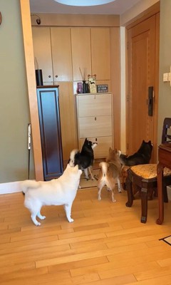 柴犬4匹の熱烈歓迎