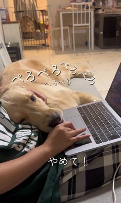 お仕事中の飼い主さんに甘える麹くん5