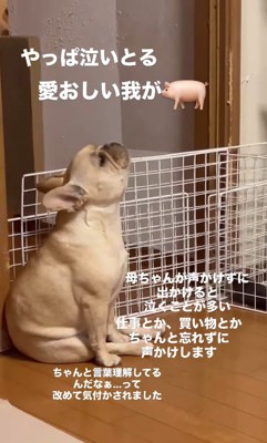 別の日のこむぎちゃん3