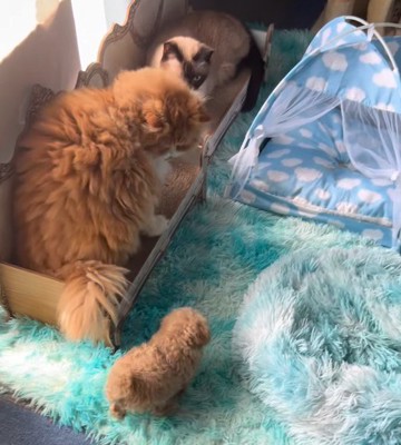 絨毯の上を歩く子犬