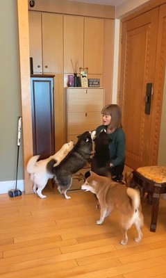 柴犬4匹の熱烈歓迎9