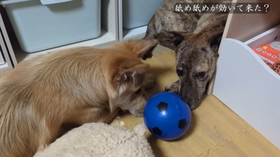 りゅうさんを励ますもかちゃん9