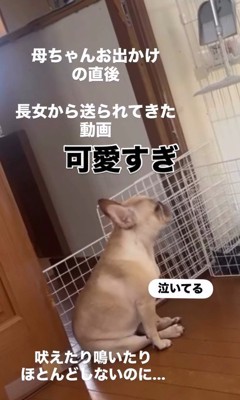 ママさん外出後のこむぎちゃん2
