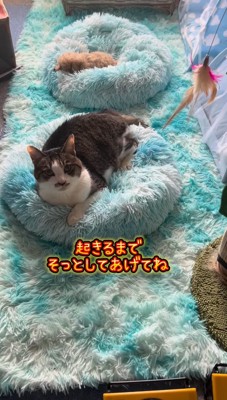 キジ白猫の後ろで眠る子犬