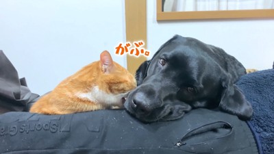 ムニくんと猫たちの尊い関係3