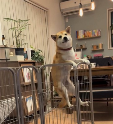 柵に登る犬