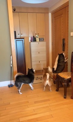 柴犬4匹の熱烈歓迎2