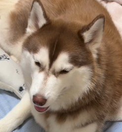 ミルクの順番待ちをするたこやきちゃん5