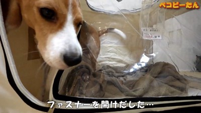 ペコちゃんの賢い行動8