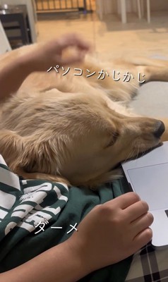 お仕事中の飼い主さんに甘える麹くん8