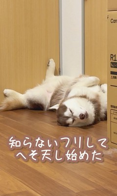 イタズラ好きなたこやきちゃん5