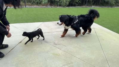 どんちゃんとジジくんのふれあい2