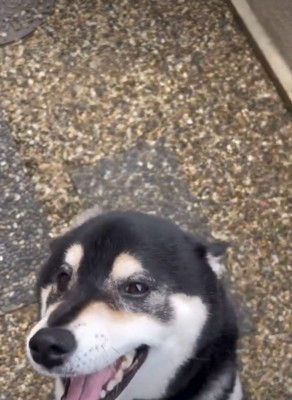 ヒコーキ耳の犬