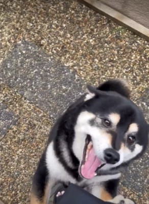 垂れ目で喜ぶ犬