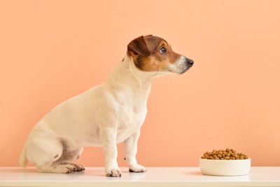 ごはんの前でおすわり