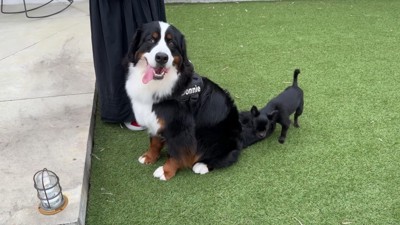 どんちゃんとジジくんのふれあい⑩