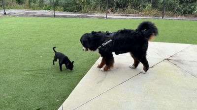 どんちゃんとジジくんのふれあい4