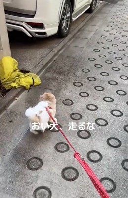 猛ダッシュする犬2