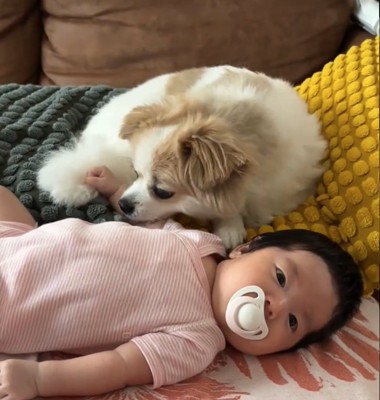犬と赤ちゃん