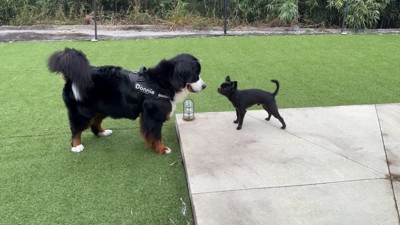 どんちゃんとジジくんのふれあい8