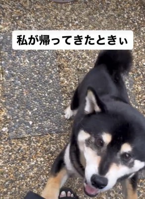 飛びつく犬1