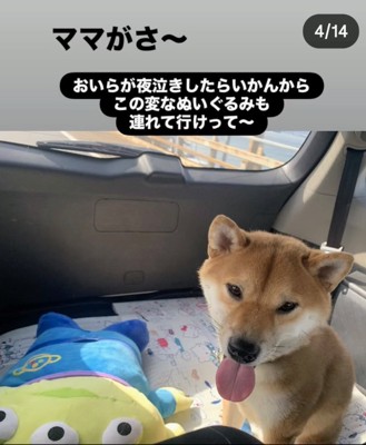 ぬいぐるみと一緒