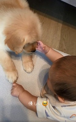 あしゅちゃんを触りたい赤ちゃん