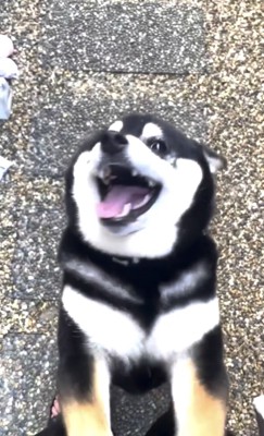ニコニコ笑顔の犬2