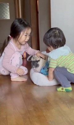 そっとお耳を戻します