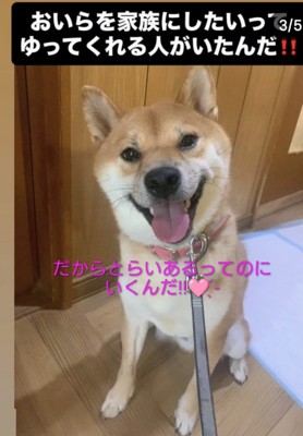 笑顔の柴犬