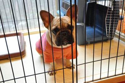 ケージの中に座る犬