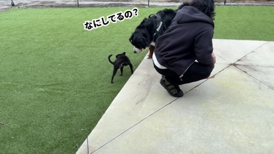 どんちゃんとジジくんのふれあい3