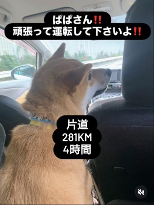 運転席を見つめる柴犬