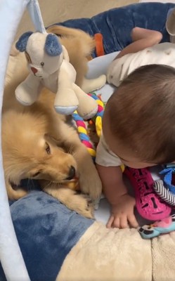 あしゅちゃんを見る赤ちゃん