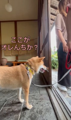 家の中をキョロキョロ