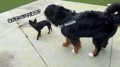 どんちゃんとジジくんのふれあい6