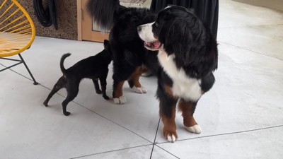 どんちゃんとジジくんのふれあい