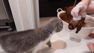 うゆちゃんのシャンプー中の出来事3