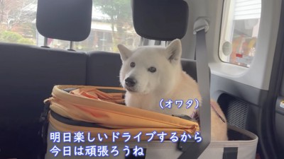 動物病院へ行くことに
