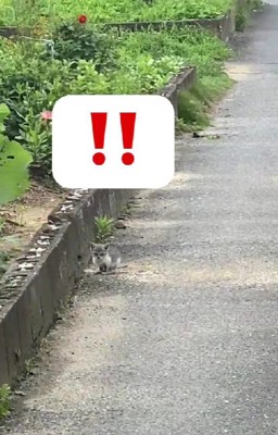 わんこのお散歩をしていたら…