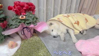 いい夢を見られそう