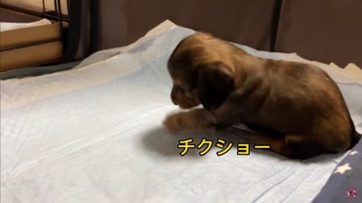 おもちゃを取られていじけるジャンボくん7