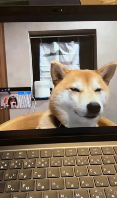 zoom会議中のみかんちゃん