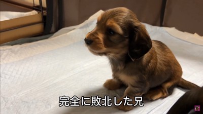 おもちゃを取られていじけるジャンボくん9