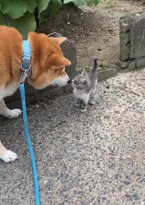 母猫の姿は見あたらない