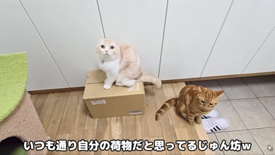 「これは何…？」